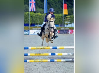 NRPS, Wallach, 8 Jahre, 135 cm, Cremello