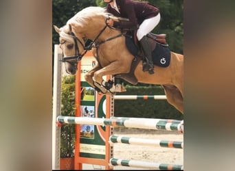 NRPS, Wallach, 8 Jahre, 146 cm, Palomino