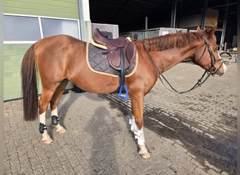 NRPS, Wallach, 8 Jahre, 152 cm, Fuchs