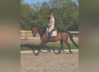 NRPS, Wallach, 8 Jahre, 172 cm, Hellbrauner
