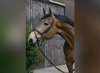 NRPS, Wallach, 8 Jahre, 177 cm, Buckskin
