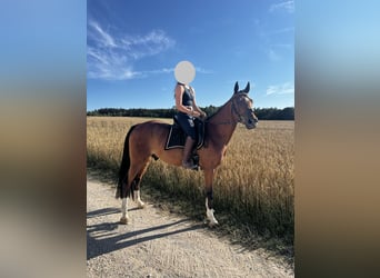 NRPS, Wallach, 9 Jahre, 147 cm, Brauner