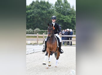 NRPS, Wallach, 9 Jahre, 148 cm, Brauner