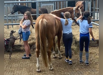 NRPS, Wallach, 9 Jahre, 148 cm, Fuchs