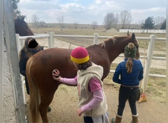 NRPS, Wallach, 9 Jahre, 148 cm, Fuchs
