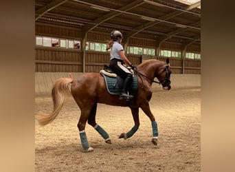 NRPS, Wallach, 9 Jahre, 148 cm, Fuchs