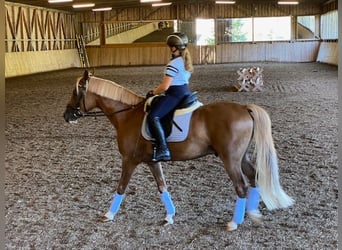 NRPS, Wallach, 9 Jahre, 148 cm, Fuchs