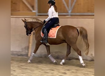 NRPS, Wallach, 9 Jahre, 148 cm, Fuchs