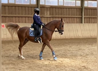 NRPS, Wallach, 9 Jahre, 148 cm, Fuchs
