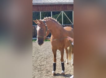 NRPS, Wallach, 9 Jahre, 148 cm, Fuchs