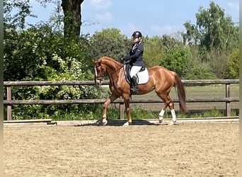 NRPS, Wallach, 9 Jahre, 162 cm, Fuchs