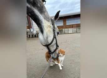 NRPS, Wallach, 9 Jahre, 162 cm, Schimmel