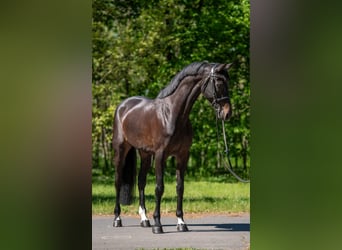 NRPS, Wallach, 9 Jahre, 168 cm, Dunkelbrauner
