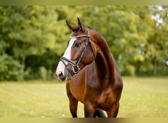 KWPN, Stallion, 4 years, 16.2 hh, Brown