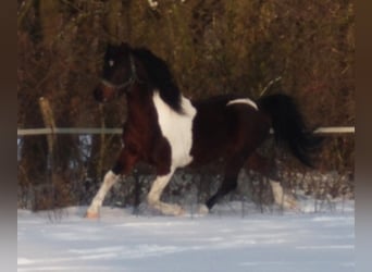 Lewitzer, Hengst, 25 Jaar, 135 cm, Gevlekt-paard
