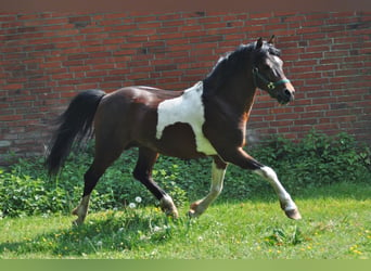 Lewitzer, Hengst, 25 Jaar, 135 cm, Gevlekt-paard