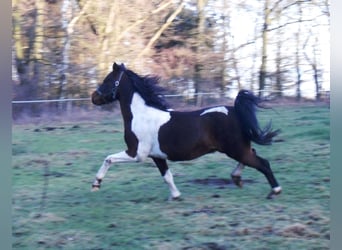 Lewitzer, Stallion, 25 years, 13.1 hh, Pinto