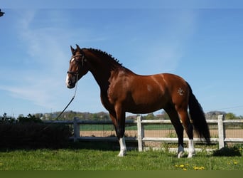 PRE, Étalon, 14 Ans, 172 cm, Bai cerise