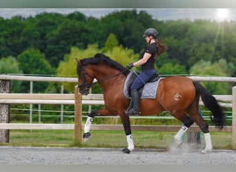 PRE, Hengst, 14 Jaar, 172 cm, Roodbruin