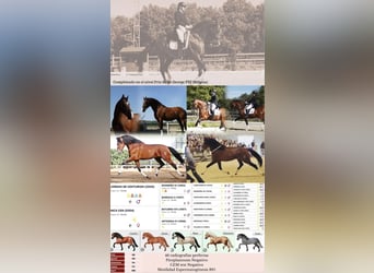 PRE, Hengst, 16 Jaar, 172 cm, Roodbruin