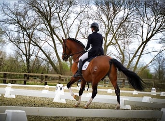 PRE, Hengst, 15 Jahre, 172 cm, Rotbrauner
