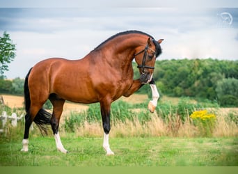 PRE, Hengst, 14 Jahre, 172 cm, Rotbrauner