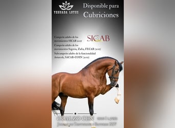 PRE, Stallion, 16 years, 16,3 hh, Bay