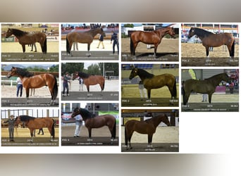 PRE, Stallion, 16 years, 16,3 hh, Bay