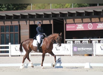 Oekraïner, Hengst, 13 Jaar, 173 cm, Red Dun