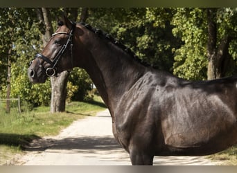 Oekraïner, Hengst, 6 Jaar, 166 cm, Brauner