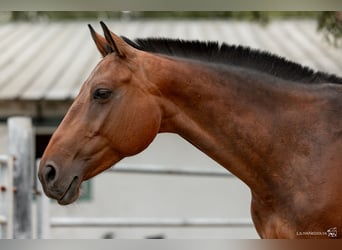 Oekraïner, Merrie, 10 Jaar, 165 cm, Roodbruin