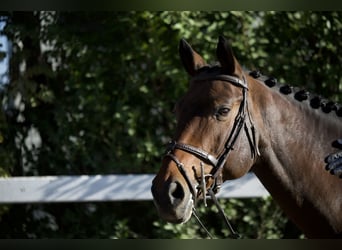 Oekraïner, Merrie, 10 Jaar, 165 cm, Roodbruin