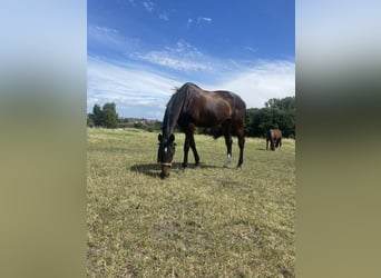 Oekraïner, Merrie, 10 Jaar, 175 cm, Bruin