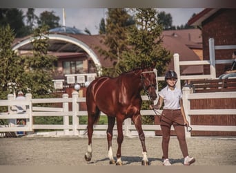 Oekraïner, Merrie, 13 Jaar, 173 cm, Red Dun