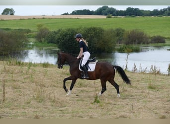 Oekraïner, Merrie, 5 Jaar, 161 cm, Brauner