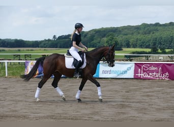 Oekraïner, Merrie, 5 Jaar, 161 cm, Brauner