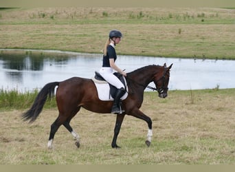 Oekraïner, Merrie, 5 Jaar, 161 cm, Brauner