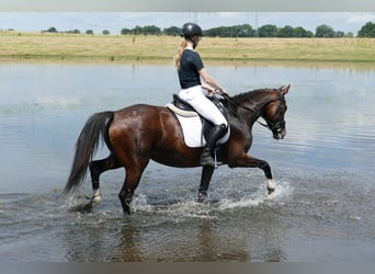 Oekraïner, Merrie, 5 Jaar, 161 cm, Brauner