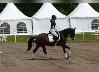 Oekraïner, Merrie, 5 Jaar, 161 cm, Brauner