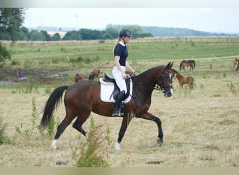 Oekraïner, Merrie, 5 Jaar, 161 cm, Brauner