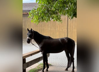 Oekraïner, Merrie, 6 Jaar, 143 cm, Zwart