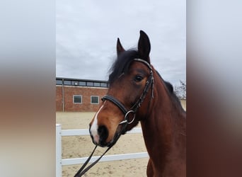 Oekraïner, Merrie, 6 Jaar, 150 cm, Bruin