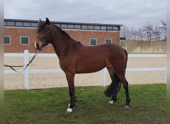 Oekraïner, Merrie, 6 Jaar, 150 cm, Bruin