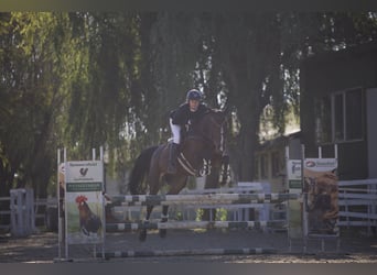 Oekraïner, Merrie, 7 Jaar, 163 cm, Donkerbruin