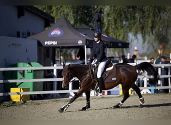 Oekraïner, Merrie, 7 Jaar, 163 cm, Donkerbruin