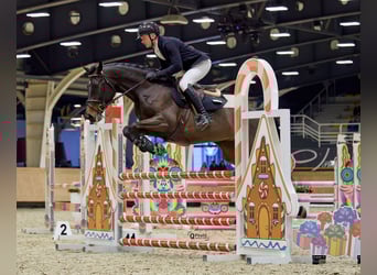 Oekraïner, Merrie, 7 Jaar, 164 cm, Donkerbruin