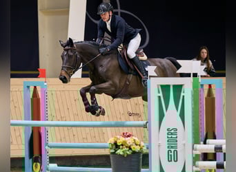 Oekraïner, Merrie, 7 Jaar, 164 cm, Donkerbruin