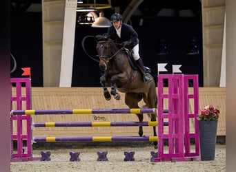 Oekraïner, Merrie, 7 Jaar, 164 cm