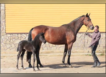 Oekraïner Mix, Merrie, 7 Jaar, 175 cm, Lichtbruin