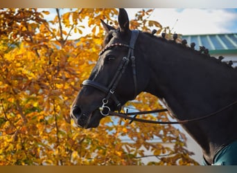 Oekraïner, Merrie, 8 Jaar, 162 cm, Donkerbruin